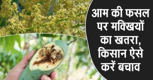 Fruit Fly Threatens Mango Crops – Here's How Farmers Can Protect Their Harvest