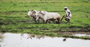 Monsoon 2025 Forecast: Normal Rainfall Expected, July-August Showers Likely to Benefit Farmers