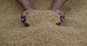 Wheat Procurement at MSP Continues in Madhya Pradesh: 26.73 Lakh Metric Tonnes Procured, ₹5,027 Crore Disbursed
