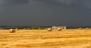 Weather Alert: Cyclonic Rainfall Damages Wheat Crop in Uttar Pradesh – IMD Issues Storm Warning