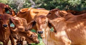 A New Era for Cow Protection in Madhya Pradesh: Foundation Laid for Hi-Tech 'Kamdhenu Gaushala'