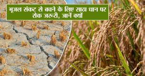 Ban on Satha paddy is necessary to avoid ground water crisis, know why