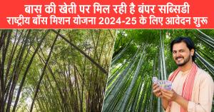Bumper Subsidy on Bamboo Farming, Applications Open for National Bamboo Mission Scheme 2024-25