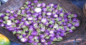 Brinjal prices today in Punjab and Madhya Pradesh (April 16, 2025)