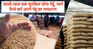 Keep Wheat Safe for Years – Know How to Store Your Grain Properly