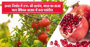 Demand for Indian pomegranate increased in the global market, exports increased by 21%