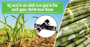 गेहूं कटाई के बाद पछेती गन्ना बुवाई के लिए ज़रूरी सुझाव, मिलेगी बेहतर पैदावार