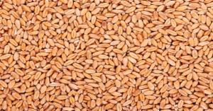 Wheat Prices Rise in MP and Punjab Mandis, Selling Above MSP – Check Latest Wheat Prices