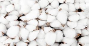 Latest Cotton Prices in Gujarat Mandis (May 1, 2025) – Shankar-6 Variety Trends