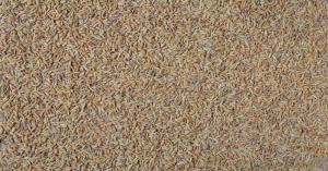 Latest Jeera (Cumin) Market Prices Today in Gujarat Mandi (May 2, 2025)