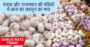 Garlic rate today: पंजाब और राजस्थान की मंडियों में आज का लहसुन का भाव (1 मई, 2025) – अभी जानें