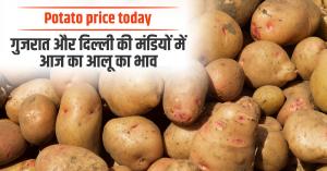 Potato prices today in Gujarat and Delhi (1 may, 2025)
