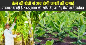 Earn Lakhs with Banana Farming, Government Offering ₹45,000 Subsidy, Here’s How to Apply