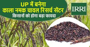 ‘Kala Namak’ Rice to Boost Farmers’ Prosperity as Research Centre Planned in Uttar Pradesh