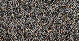 Mustard mandi rate today in Uttar Pradesh (May 11, 2025)