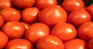 Tomato mandi prices today in Maharashtra (May 13, 2025)
