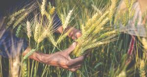 Major Initiative by Himachal Government: Record MSP for Natural Wheat and Turmeric, Farmer Registration Mandatory