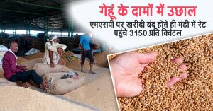 Wheat prices soar in ratlam: rates cross ₹3150/quintal after MSP procurement ends