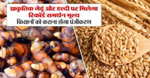 प्राकृतिक गेहूं और हल्दी पर मिलेगा रिकॉर्ड समर्थन मूल्य, किसानों को कराना होगा पंजीकरण