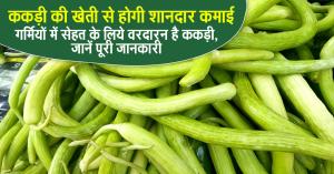 kakdi ki kheti: ककड़ी की खेती से होगी शानदार कमाई, गर्मियों में सेहत के लिये वरदारन है ककड़ी, जानें पूरी जानकारी
