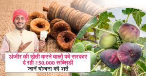 anjeer ki kheti: अंजीर की खेती करने वालों को सरकार दे रही ₹50,000 सब्सिडी, जानें योजना की शर्तें