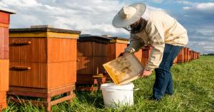 Honey Mission Yields 20,000 Metric Tons of Honey, Generating ₹325 Crores Income for Beekeepers