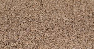 Cumin Price Today, ₹35,100 Per Quintal, Jeera Hits Record High, Market in Frenzy – Full Report Inside