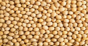 soybean rate today: 4 जून 2025: MSP से भी कम बिक रहा सोयाबीन, किसान सतर्क रहें – जानिए कहां मिल रहा सबसे अच्छा रेट