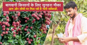 बागवानी किसानों के लिए सुनहरा मौका. आम और लीची पर मिल रही है भारी सब्सिडी, ऐसे करें आवेदन