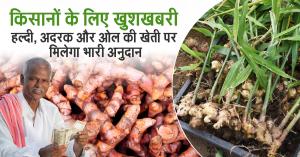Good News for Farmers, Massive Subsidy on Turmeric, Ginger, and Yam Cultivation – Online Applications Now Open