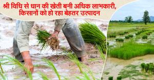 श्री विधि से धान की खेती बनी अधिक लाभकारी, किसानों को हो रहा बेहतर उत्पादन