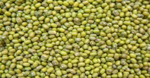 केंद्र सरकार का बड़ा फैसला: मध्यप्रदेश में मूंग और उड़द की होगी सरकारी खरीदी, उत्तर प्रदेश में भी उड़द की खरीद को मंजूरी