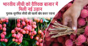 भारतीय लीची को वैश्विक बाजार में मिली नई उड़ान, गुलाब-सुगंधित लीची की पहली खेप कतर रवाना