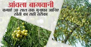 Amla farming: आंवला बागवानी: कमाएं 30 साल तक मुनाफा जानिए खेती का सही तरीका