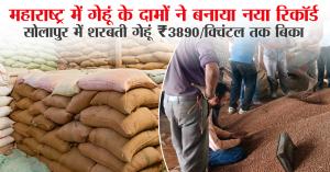 July 1, 2025: Wheat Prices Hit Record High in Maharashtra – Sharbati Wheat Sells at ₹3890/Quintal in Solapur!