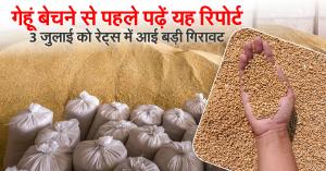 UP Wheat Price Today: Must-Read Report Before Selling – Major Price Drop Recorded on July 3