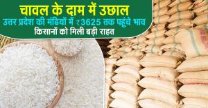 Rice mandi bhav today: 6 जुलाई 2025: चावल के दाम में उछाल, उत्तर प्रदेश की मंडियों में ₹3625 तक पहुंचे भाव – किसानों को मिली बड़ी राहत