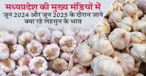 Garlic Price Trends in Major Mandis of Madhya Pradesh during June 2024 and June 2025