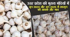 Garlic rate: उत्तर प्रदेश की मुख्य मंडियों में जून 2024 और जून 2025 में लहसुन की आवक और भाव
