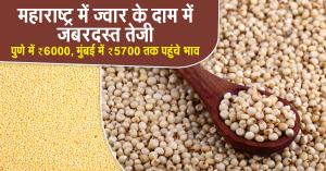Massive Surge in Jowar Prices Across Maharashtra – Pune Hits ₹6000, Mumbai Touches ₹5700 per Quintal