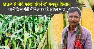 Farmers Forced to Sell Maize Below MSP – Check Which Mandis Are Offering Better Prices