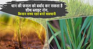 Sheath Blight Threatens Paddy Crops: Experts Urge Farmers to Stay Alert