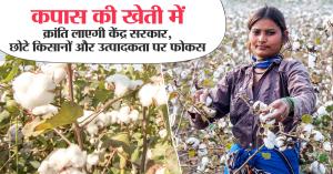 kapas ki kheti: कपास की खेती में क्रांति लाएगी केंद्र सरकार, छोटे किसानों और उत्पादकता पर फोकस