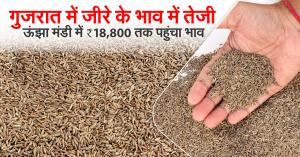 July 16, 2025 – Jeera Prices Soar in Gujarat: Unjha Mandi Touches ₹18,800, Kalavad Sees ₹4,200 Jump in Just One Week