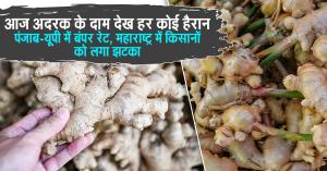 July 23, 2025: Ginger Prices Shock the Market! Soars Above ₹6000 in Punjab & UP, But Crashes in Maharashtra