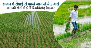 you are paddy cultivation then it is important for you to know these 5 tips