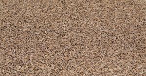 Jeera ka rate: गुजरात में जीरे के दामों में भारी गिरावट (25 जुलाई, 2025), पोरबंदर में ₹1400 तक टूटा भाव