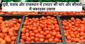 tomato bhav today: टमाटर ने यूपी-पंजाब-राजस्थान में तोड़े सारे रिकॉर्ड – राय्या में ₹4800 – पूरी लिस्ट देखिए