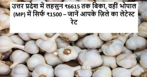 Garlic Price Today: उत्तर प्रदेश में लहसुन ₹6615 तक बिका, वहीं भोपाल (MP) में सिर्फ ₹1500 – जानें आपके ज़िले का लेटेस्ट रेट