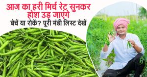 mirch ka rate: 30 जुलाई 2025: आज का हरी मिर्च रेट सुनकर होश उड़ जाएंगे – बेचें या रोकें? पूरी मंडी लिस्ट देखें